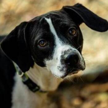 Rescue Hound Dogs for Adoption in Decatur, Georgia - Dave | PetCurious