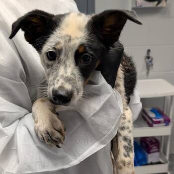 Champ -  Mixed Breed Dog for Adoption in Greenville, South Carolina - Champ | PetCurious