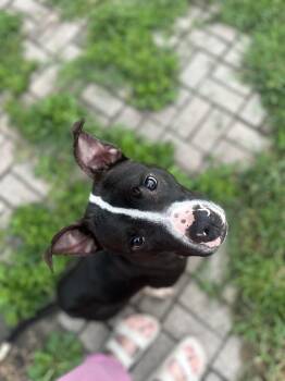 Bob -  Pit Bull Terrier Dog for Adoption in Oswego, Illinois - Bob | PetCurious