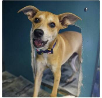 Labrador Retriever Dogs Available for Adoption in Williston, Vermont - Cherry | PetCurious