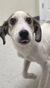 Peetie -  Mixed Breed Dog for Adoption in Rock Hill, New York - Peetie | PetCurious