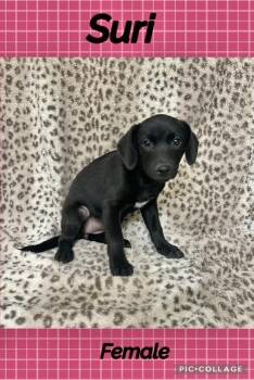 Suri -  Labrador Retriever Dog for Adoption in Manchester, Connecticut - Suri | PetCurious