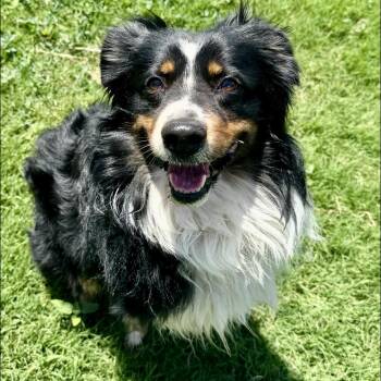 Ace -  Australian Shepherd Dog Available for Adoption in Pelham, New Hampshire - Ace | PetCurious