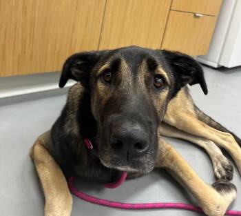Robo -  Shepherd Dog for Adoption in Hartsville, South Carolina - Robo | PetCurious