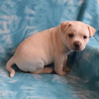 Paul -  Australian Cattle Dog Blue Heeler and Mixed Breed Dog for Adoption in Eureka, California - Paul | PetCurious