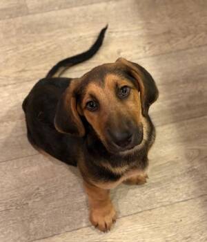 Basset Hound and Mixed Breed Dogs Available for Adoption in Malvern, Pennsylvania - Ernest | PetCurious