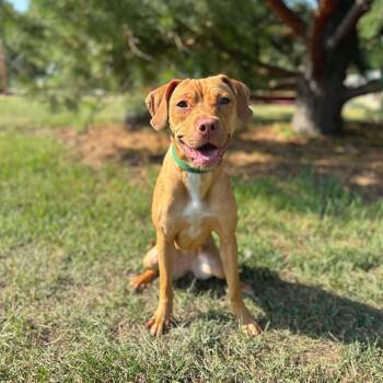 Pinkie Pie -  Pit Bull Terrier Dog for Adoption in Fargo, North Dakota - Pinkie Pie | PetCurious