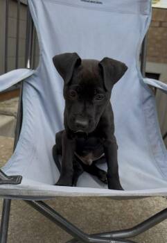 Pit Bull Terrier Dogs Available for Adoption in Salt Lake City, Utah - Blue Arlo | PetCurious