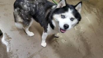 ALEYNA -  Siberian Husky and Pomeranian Dog for Adoption in Aurora, Illinois - ALEYNA | PetCurious