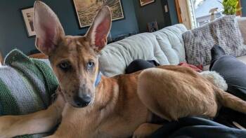 German Shepherd Dog and Catahoula Leopard Dog Dogs Available for Adoption in Seattle, Washington - Roo | PetCurious