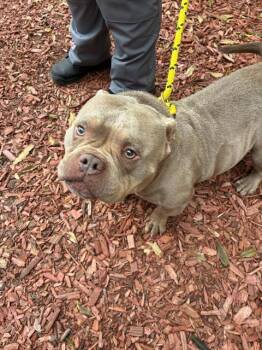 KEWPIE* -  American Bulldog and Staffordshire Bull Terrier Dog for Adoption in Santa Cruz, California - KEWPIE* | PetCurious