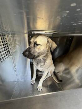 A479894 -  Hound and Mixed Breed Dog for Adoption in Oklahoma City, Oklahoma - A479894 | PetCurious