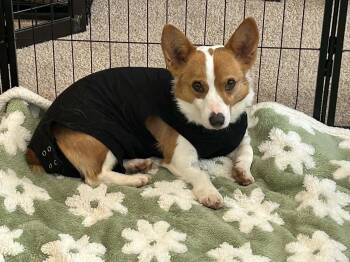 Corgi Dogs Available for Adoption - Ally | PetCurious