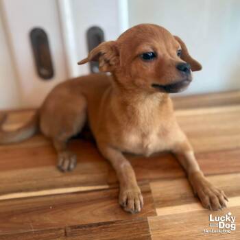 Chihuahua Dogs Available for Adoption - Pilly | PetCurious
