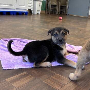 Chex -  Mixed Breed Dog for Adoption in Roxboro, North Carolina - Chex | PetCurious