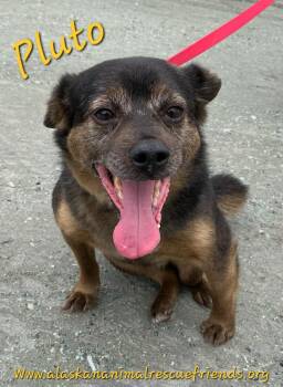 Pluto -  Shiba Inu and Beagle Dog for Adoption in Anchorage, Alaska - Pluto | PetCurious