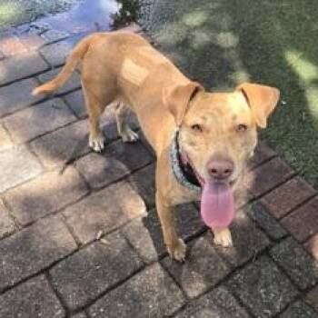Mixed Breed Dogs Available for Adoption in Fernandina Beach, Florida - MEG | PetCurious