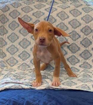 Pita -  Mixed Breed Dog for Adoption in Largo, Florida - Pita | PetCurious