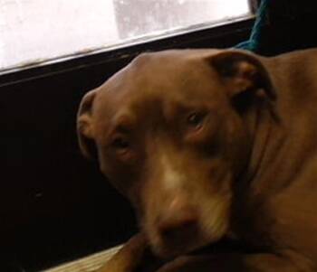 CHIQUTA -  Pit Bull Terrier and Mixed Breed Dog for Adoption in Tulsa, Oklahoma - CHIQUTA | PetCurious