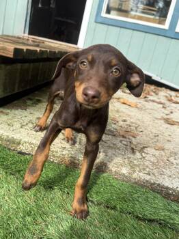 Rescue Miniature Pinscher Dogs for Adoption in Otis, Oregon - Twiggy | PetCurious