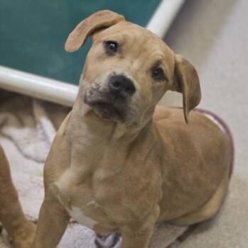 Cider -  Pit Bull Terrier Dog for Adoption in Oakland, California - Cider | PetCurious