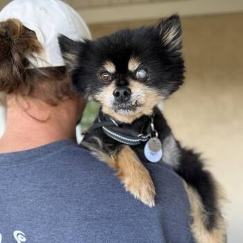 Pomeranian Dogs Available for Adoption in Ramona, California - Yogi | PetCurious