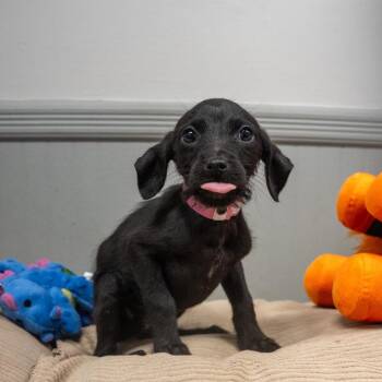 Gummy bear -  Terrier and Mixed Breed Dog for Adoption in Pawling, New York - Gummy Bear | PetCurious