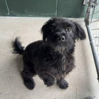 Beanie Baby -  Poodle and Mixed Breed Dog Available for Adoption in Carencro, Louisiana - Beanie Baby | PetCurious