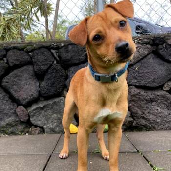 Jack Russell Terrier and Mixed Breed Dogs Available for Adoption - Ducky | PetCurious