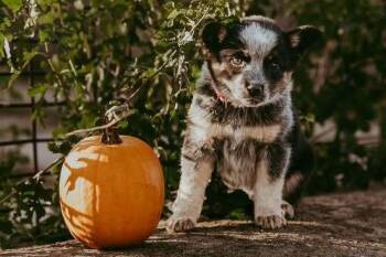 Andes -  Australian Cattle Dog Blue Heeler Dog for Adoption in Waunakee, Wisconsin - Andes | PetCurious