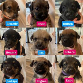 Cairn Terrier Dogs Available for Adoption - R Litter | PetCurious