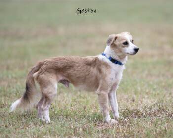 Gaston -  Mixed Breed Dog for Adoption in Watkinsville, Georgia - Gaston | PetCurious
