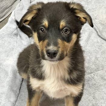 Kairo 53819 -  Shepherd and Cattle Dog Dog Available for Adoption in Las Vegas, Nevada - Kairo 53819 | PetCurious
