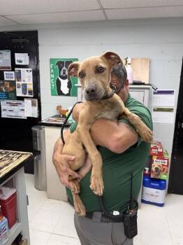 KOTA -  American Staffordshire Terrier Dog for Adoption in Chester, South Carolina - KOTA | PetCurious