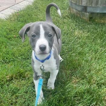 Biscotti -  Mixed Breed Dog for Adoption in Yaphank, New York - Biscotti | PetCurious