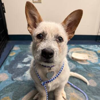 Scampers (AKA Sir Henry Scampers) -  Cattle Dog and Mixed Breed Dog for Adoption in Los Angeles, California - Scampers (AKA Sir Henry Scampers) | PetCurious