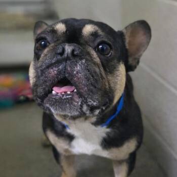 French Bulldog Dogs Available for Adoption in San Jacinto, California - Milo | PetCurious
