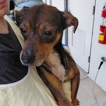 Zeus 1144 -  Mixed Breed Dog for Adoption in Loxahatchee Groves, Florida - Zeus 1144 | PetCurious