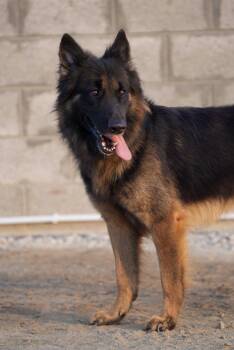 ARGOS -  German Shepherd Dog Dog for Adoption in Toronto, Ontario - ARGOS | PetCurious