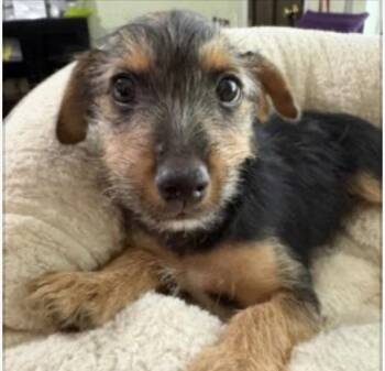 Beamer -  Terrier and Yorkshire Terrier Dog for Adoption in Norfolk, Virginia - Beamer | PetCurious
