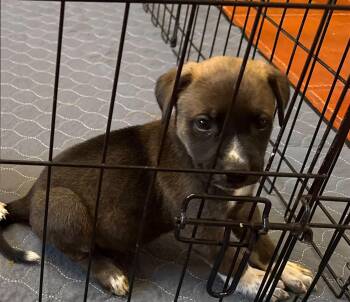 Tiger -  Australian Shepherd and Australian Cattle Dog Blue Heeler Dog for Adoption in Scottsdale, Arizona - Tiger | PetCurious