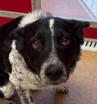 Gus -  Australian Cattle Dog Blue Heeler and Border Collie Dog for Adoption in Greeley, Colorado - Gus | PetCurious