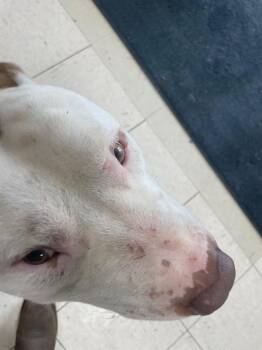 Audio -  Pit Bull Terrier Dog for Adoption in New Cumberland, West Virginia - Audio | PetCurious