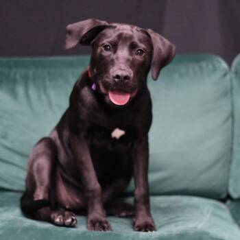 Romy -  Mixed Breed Dog for Adoption in Defuniak Springs, Florida - Romy | PetCurious