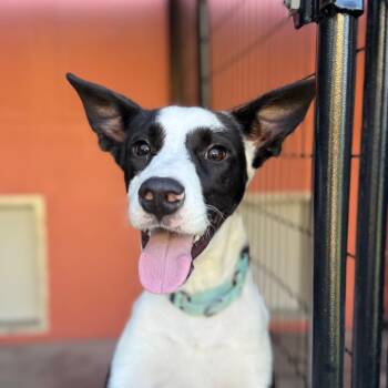 Carson -  Mixed Breed Dog for Adoption in Bradenton, Florida - Carson | PetCurious
