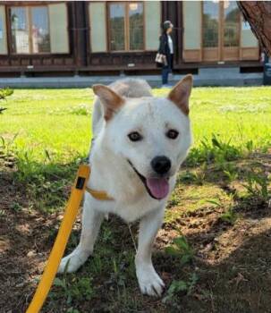 Jindo and Cardigan Welsh Corgi Dogs Available for Adoption in San Diego, California - Aiden | PetCurious