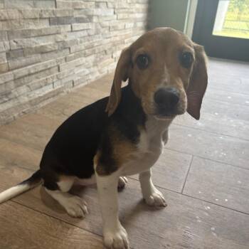 OH6 1570 -  Beagle Dog for Adoption in Loxahatchee Groves, Florida - OH6 1570 | PetCurious
