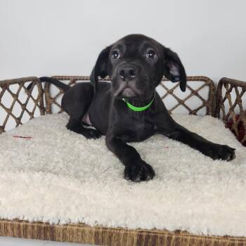 Astrid -  Black Labrador Retriever Dog for Adoption in Fort Wayne, Indiana - Astrid | PetCurious
