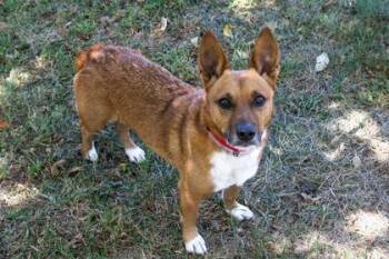 Violet -  Cardigan Welsh Corgi and Mixed Breed Dog for Adoption in Kansas City, Missouri - Violet | PetCurious