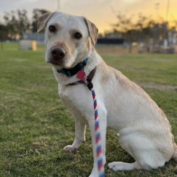 Labrador Retriever Dogs Available for Adoption in San Diego, California - Ziany | PetCurious